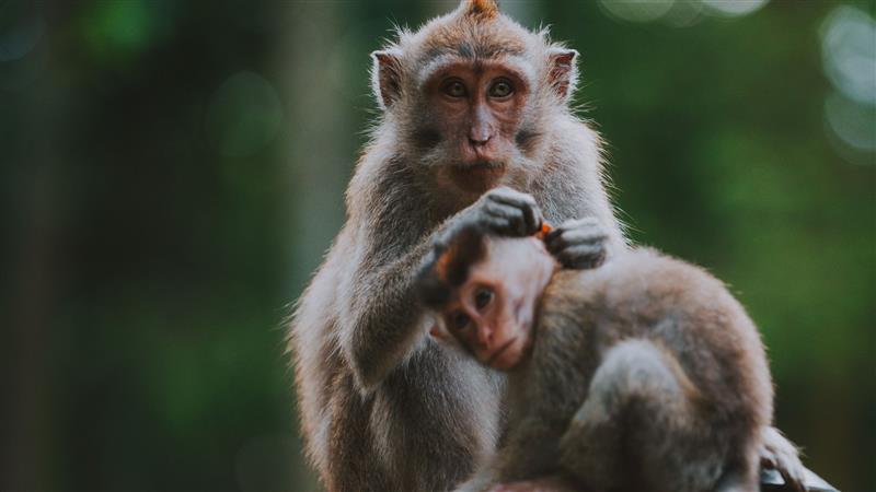 Mandai Rainforest Resort by Banyan Tree-wildlife